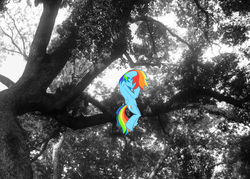 Size: 900x643 | Tagged: safe, artist:aecron1, rainbow dash, fanfic:my little dashie, g4, female, irl, photo, ponies in real life, sad, tree