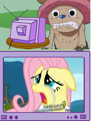 Size: 424x565 | Tagged: safe, fluttershy, deer, pegasus, pony, reindeer, g4, angry, crying, exploitable meme, female, hub logo, mare, meme, one piece, open mouth, rage, sad, tony tony chopper, tv meme