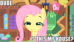 Size: 1280x720 | Tagged: safe, fluttershy, pony, g4, female, high, image macro, solo