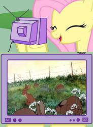 Size: 563x771 | Tagged: safe, fluttershy, pegasus, pony, rabbit, g4, exploitable meme, fs doesn't know what she's getting into, meme, this will end in tears, tv meme, watership down