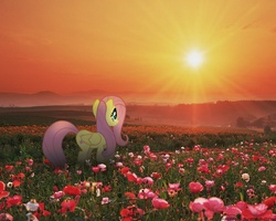 Size: 1280x1024 | Tagged: safe, artist:mixermike622, fluttershy, pony, g4, field, flower, irl, photo, ponies in real life, sunset, vector