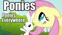 Size: 600x338 | Tagged: safe, angel bunny, fluttershy, g4, image macro, meme, so much pony, x x everywhere