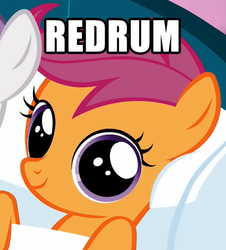 Size: 480x530 | Tagged: safe, scootaloo, pony, g4, female, image macro, looking at you, murder, one word, redrum, smiling, solo, the shining