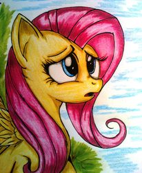 Size: 1327x1611 | Tagged: safe, artist:tomek2289, fluttershy, g4, traditional art