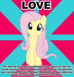 Size: 1468x1523 | Tagged: safe, fluttershy, pegasus, pony, g4, advice meme, caption, exploitable meme, female, folded wings, front view, full face view, head tilt, image macro, looking at you, love, mare, meme, smiling, solo, standing, text, wings