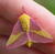 Size: 560x545 | Tagged: safe, fluttershy, human, insect, moth, g4, animal, barely pony related, creepy, fluttermoth, irl, irl human, photo, ponies in real life, rosy maple moth, solo, species swap