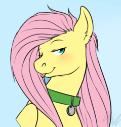 Size: 402x420 | Tagged: safe, artist:cartoonlion, fluttershy, oc, oc:futashy, pony, ask futashy, futaverse, g4, blue background, collar, intersex, reaction image, simple background, solo, tongue out, u mad