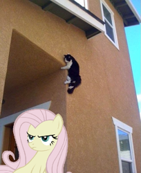 Size: 489x600 | Tagged: safe, fluttershy, cat, pony, g4, discorded, hiding, irl, photo, ponies in real life, vector