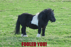 Size: 500x333 | Tagged: safe, horse, shetland pony, coat markings, grass, grass field, irl, irl horse, male, meta, midget horse, nudity, photo, real pony, sheath, socks (coat markings), spaceballs the tag, stallion