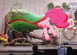 Size: 360x257 | Tagged: safe, pinkie pie, earth pony, pony, g4, audrey 2, carnivorous plant, female, head first, little shop of horrors, mare, photo, pinkie prey, vore