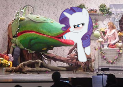 Size: 360x257 | Tagged: safe, rarity, pony, unicorn, g4, audrey 2, blushing, butt first, carnivorous plant, female, little shop of horrors, mare, photo, vore