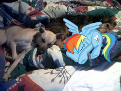 Size: 900x675 | Tagged: safe, artist:skunkwaffle, rainbow dash, dog, pony, g4, cute, irl, photo, ponies in real life, sleeping