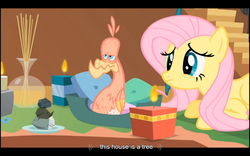 Size: 1024x640 | Tagged: safe, screencap, fluttershy, philomena, phoenix, a bird in the hoof, g4, captain obvious, youtube caption