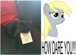 Size: 933x673 | Tagged: safe, derpy hooves, cat, pegasus, pony, g4, female, mare, meme, muffin