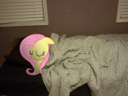 Size: 2592x1944 | Tagged: safe, artist:errorboy6090, fluttershy, pony, g4, bed, irl, photo, ponies in real life, sleeping, vector