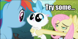 Size: 720x365 | Tagged: safe, edit, edited screencap, screencap, fluttershy, mitsy, rainbow dash, cat, pegasus, pony, g4, may the best pet win, season 2, female, flutterhigh, high, image macro, impact font, kitten huffing, mare, puddy tat, tongue out