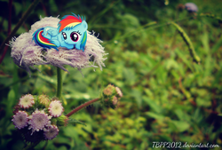 Size: 1024x692 | Tagged: safe, artist:missitofu, rainbow dash, pony, g4, cute, filly, flower, irl, photo, ponies in real life