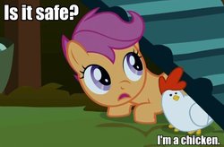 Size: 600x394 | Tagged: safe, scootaloo, chicken, g4, female, filly, foal, image macro, meme, scootachicken, silly filly