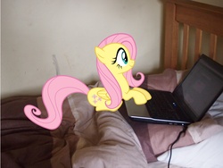 Size: 4032x3024 | Tagged: source needed, safe, fluttershy, pony, g4, computer, irl, laptop computer, photo, ponies in real life