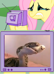 Size: 563x774 | Tagged: safe, fluttershy, bird, python, snake, g4, chick, crying, exploitable meme, meme, predation, tv meme, vore