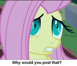 Size: 927x795 | Tagged: safe, screencap, fluttershy, pony, g4, luna eclipsed, cropped, female, image macro, meme, pinprick eyes, solo, why would you post that