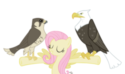 Size: 800x473 | Tagged: safe, artist:kittenshy, fluttershy, bald eagle, bird, eagle, falcon, pegasus, peregrine falcon, pony, g4, may the best pet win, animal, simple background, transparent background, vector