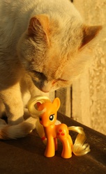 Size: 364x600 | Tagged: safe, applejack, cat, g4, brushable, irl, photo, toy