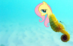 Size: 1666x1042 | Tagged: safe, fluttershy, sea pony, seahorse, g4, ocean, seapony fluttershy