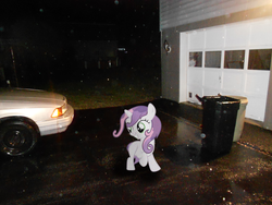 Size: 1600x1200 | Tagged: safe, artist:supernatural90, sweetie belle, pony, g4, irl, photo, ponies in real life, wet mane