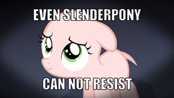 Size: 510x287 | Tagged: safe, sweetie belle, ask the crusaders, g4, earth pony sweetie belle, image macro, slendermane, slenderpony, sweetie bald