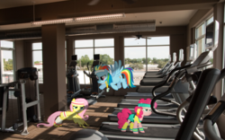 Size: 1280x800 | Tagged: safe, fluttershy, pinkie pie, rainbow dash, g4, gym, ponies in real life, workout