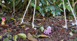 Size: 1135x608 | Tagged: safe, apple bloom, diamond tiara, g4, abuse, blind bag, hacksaw, hammer, imminent death, irl, log, outdoors, photo, saw, tiarabuse, toy, toy abuse, trap (device)