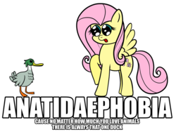 Size: 1000x751 | Tagged: safe, artist:chibi95, fluttershy, duck, pegasus, pony, g4, image macro, op, scared, simple background, text, transparent background