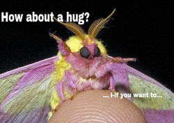 Size: 554x392 | Tagged: safe, fluttershy, moth, g4, barely pony related, fluttermoth, image macro, rosy maple moth, species swap