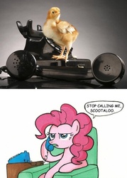 Size: 400x560 | Tagged: safe, pinkie pie, chicken, earth pony, pony, g4, chick, exploitable meme, phone, phone meme, scootachicken, stop calling me