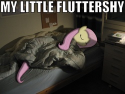 Size: 1136x852 | Tagged: safe, fluttershy, g4, image macro, my little fluttershy, ponies in real life