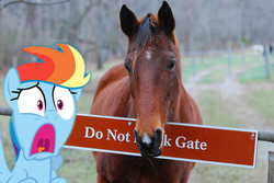 Size: 580x388 | Tagged: safe, rainbow dash, horse, g4, anarchist, fence, first world anarchist, irl, photo, ponies in real life, shocked, sign, text