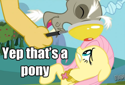 Size: 500x342 | Tagged: safe, discord, fluttershy, g4, brilliant insight