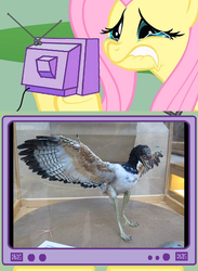 Size: 563x768 | Tagged: safe, fluttershy, dinosaur, g4, exploitable meme, fluttercry, meme, tv meme