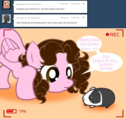 Size: 1236x1173 | Tagged: safe, artist:shinta-girl, oc, oc only, oc:shinta pony, guinea pig, pegasus, pony, :<, ask, ceruyo, cute, face down ass up, female, lip bite, mare, observer, smiling, spanish, tumblr, watching