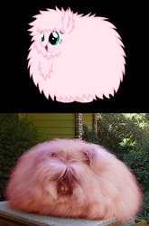 Size: 729x1104 | Tagged: safe, artist:mixermike622, oc, oc only, oc:fluffle puff, rabbit, g4, barely pony related, english angora rabbit