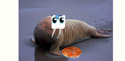 Size: 1112x541 | Tagged: safe, artist:wollap, walrus, pizza, twily face, wat