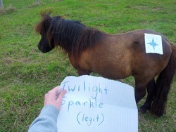 Size: 960x720 | Tagged: safe, twilight sparkle, horse, pony, shetland pony, g4, hoers, irl horse, real pony, realistic, seems legit