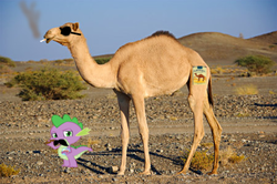 Size: 450x299 | Tagged: safe, edit, spike, camel, g4, dragons in real life, dromedary, irl, joe camel, photo, smoking