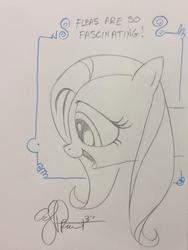 Size: 769x1024 | Tagged: safe, artist:andy price, fluttershy, insect, g4, female, flea, solo, traditional art