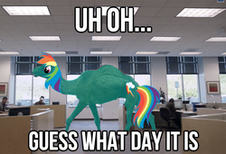 Size: 540x370 | Tagged: safe, edit, rainbow dash, camel, g4, commercial, geico, hump day, species swap