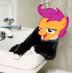 Size: 477x480 | Tagged: safe, scootaloo, g4, chickun, exploitable meme, meme