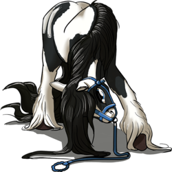 Size: 600x599 | Tagged: safe, artist:lostdragon01, oc, oc only, oc:d, gypsy vanner, horse, bowing, bridle, feral, hair, hoers, leash, long feather, malesub, solo, submissive, tinker
