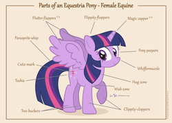Size: 1050x750 | Tagged: safe, artist:dm29, twilight sparkle, alicorn, pony, g4, anatomy, anatomy chart, anatomy guide, bellyrubs, butt, chart, cute, cutie mark, diabetes, ears, english, eye, eyes, female, female equine, figure, hooves, horn, hug, julian yeo is trying to murder us, looking at you, mare, parts of an equestria pony, plot, raised hoof, science, simple background, smiling, solo, spread wings, tail, text, twiabetes, twilight sparkle (alicorn), winged unicorn, wub