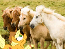 Size: 1024x768 | Tagged: safe, artist:conicer, applejack, horse, g4, horse-pony interaction, irl, irl horse, photo, ponies in real life
